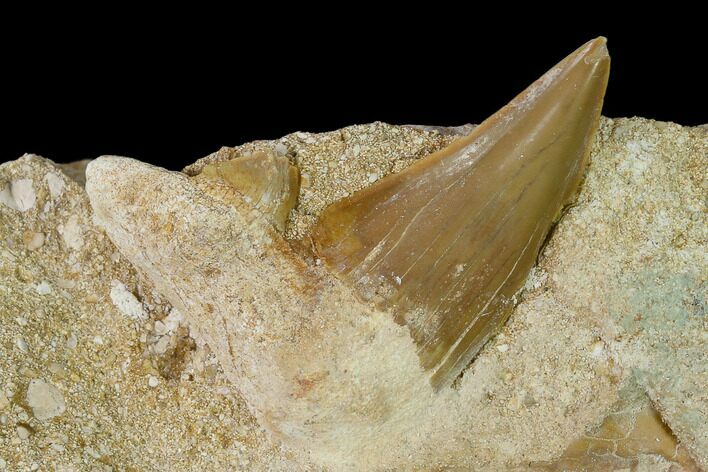 Otodus Shark Tooth Fossil in Rock - Eocene #139925
